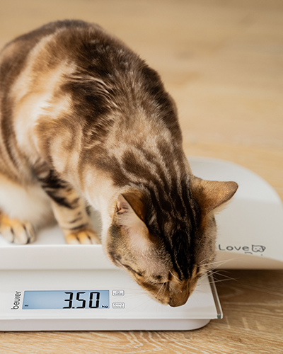 cantar pentru catei si pisici