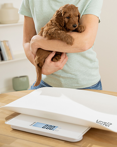 cantar pentru caini, pisici si oameni